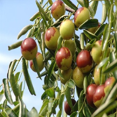 黃驊冬棗詳細(xì)介紹:特點 歷史 - 黃驊特產(chǎn) - 特色谷