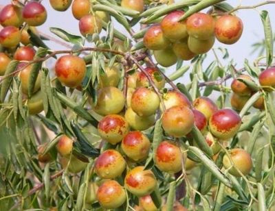 哪里的冬棗最好?山東沾化、河北黃驊、陜西大荔,還是山西、新疆江西或其他地方?