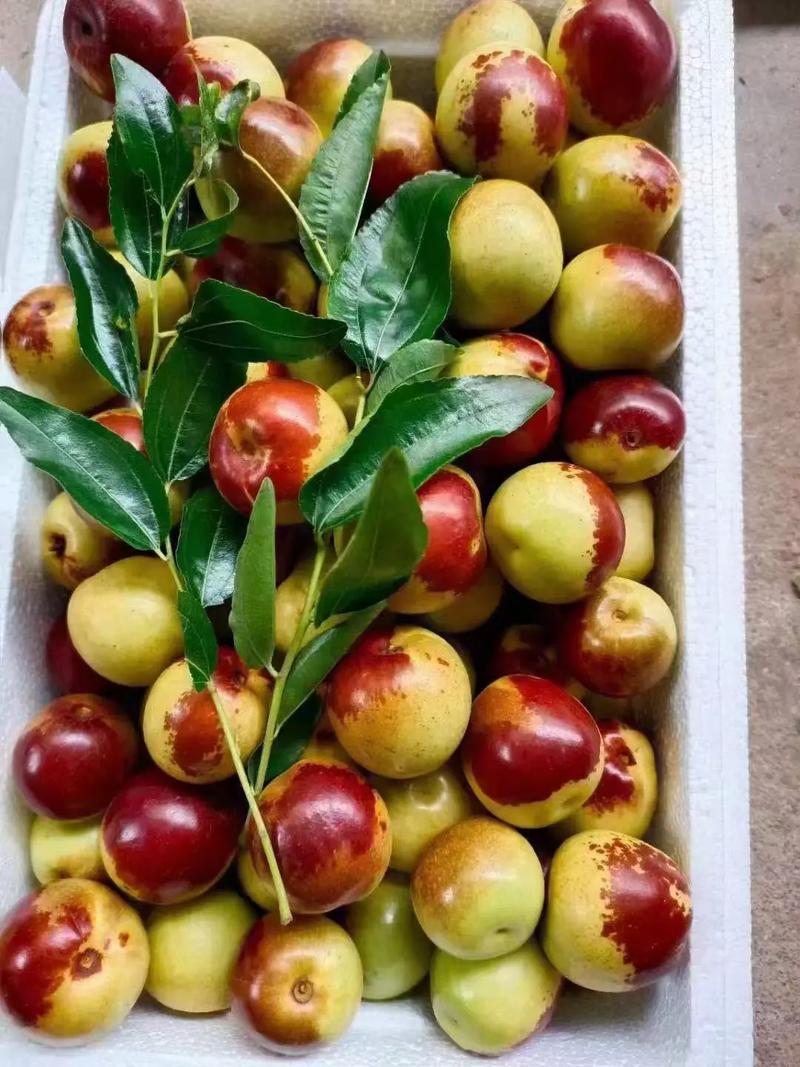 黃驊冬棗 自然饋贈，甜美健康，等您下單