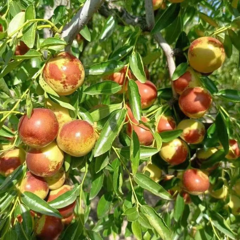 河北黃驊冬棗 雨前珍品，質(zhì)優(yōu)價(jià)美，批發(fā)首選